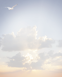 Faire-part mouette avec nuages