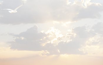 Carte de remerciement mouette dans les nuages