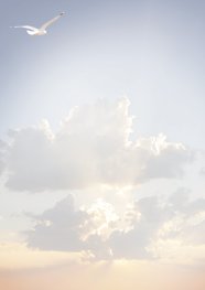 Rouwbrief A4 meeuw in de wolken 